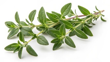 Thyme Sprig on White Background