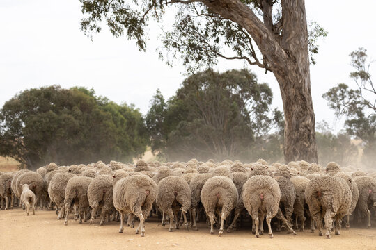 mob of merino ewes running away on an Australian farm