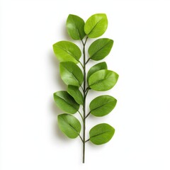 A vibrant green leaf branch showcasing a variety of leaf shapes, ideal for nature-themed designs or organic decor.