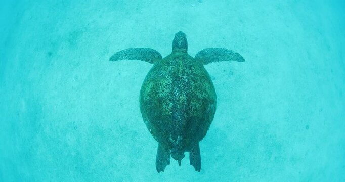 Green Turtle Exploring the Fang Ming Shipwreck in Baja California Sur
