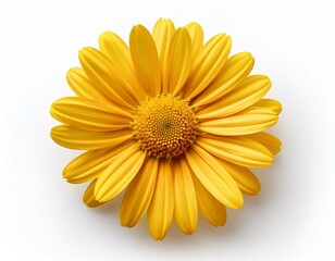 yellow daisy flower isolated on white background top view