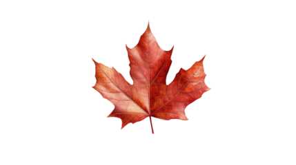 red maple leaf isolated on white transparent background PNG