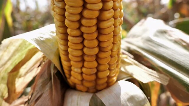 Corncobs in the field