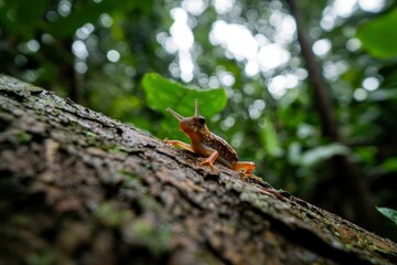 Obraz premium Frog on a tree trunk in the rainforest, trees background, for nature articles