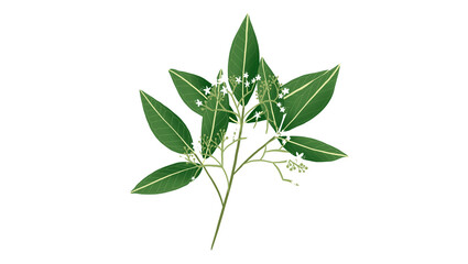 Fototapeta premium Patte Poule