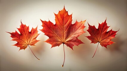 Fototapeta premium Three Vibrant Autumn Maple Leaves Displayed Against a Soft Neutral Background, Exhibiting Intricate Vein Detail and Rich Color Variations in a Simple, Elegant Composition