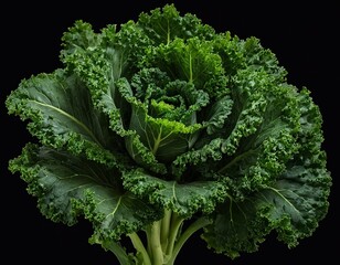 Close-up of a vibrant green kale head on a black background.