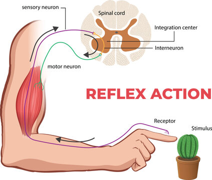 illustration of reflex arc diagram