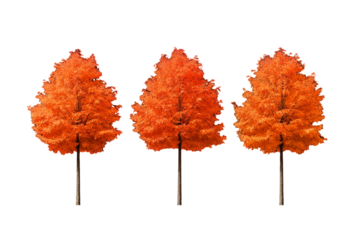 Set of sugar maple trees with vibrant orange red leaves isolated on transparent white background