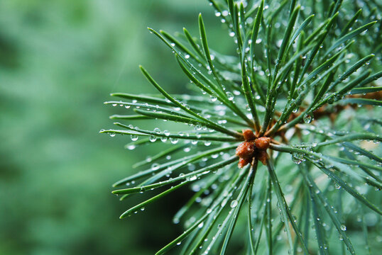 Rain droplets on a pine tree in Carpathians, Ukraine - Powered by Adobe