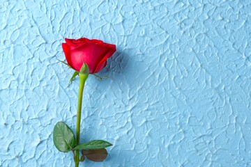 Red rose flower on blue background. Flowers background for design and card. Empty space for text....