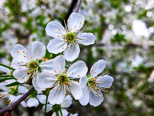 Cherry Sakura. After the release of leaves in the spring, cherry fruit trees bloom. They attract bees with their flowers and pollen for pollination and formation of berries in gardens