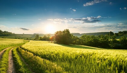 Fototapeta premium summer countryside sunny afternoon