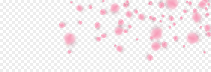 Vector falling petals png. Flying rose, sakura, or cherry blossom petals on a transparent background. Romantic background.