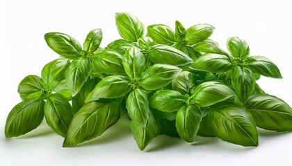 fresh green basil leaves grown in a herb garden isolated against a white background