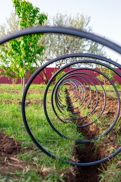 Carrying out drip irrigation in the garden. HDPE pipe lying in a spiral shape on a trench in the garden area in spring