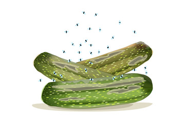 Fruit flies and spoiled cucumber. Drosophila melanogaster. Flies flying above vegetable.Insect swarming around expired products.Kitchen leftovers.Insect swarming around food scraps.Rotting food.Vector