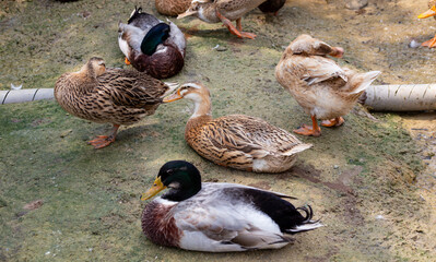 A close-up view of the ducks' intricate patterns, showcasing the subtle variations in their...