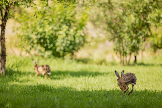 Wild hares running through long green grass in rural backyard
