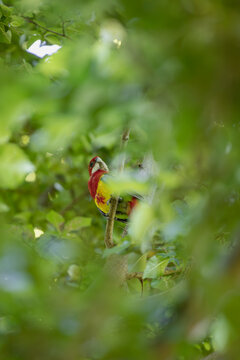Eastern Rosella perched in sunlit tree canopy amid lush green foliage