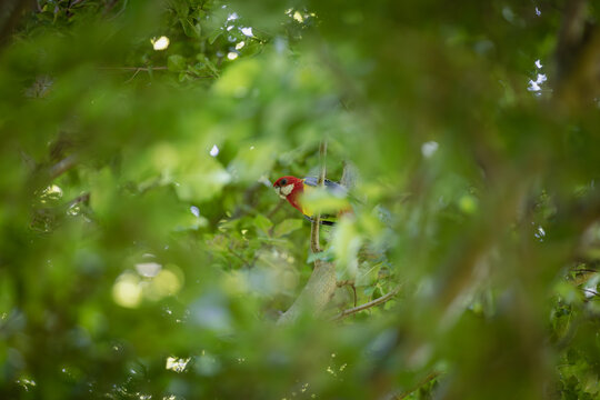 Eastern Rosella perched in sunlit tree canopy amid lush green foliage