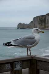 A seagull sitting on the railing of the embankment, against the background of the incoming waves and chalk rocks. Etretat, Normandy, France