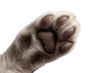 Cat’s paw, white background, HD, high-quality, realistic photo, soft fur, delicate pads, sharp details, clean composition, professional lighting, isolated subject, minimalistic style, close-up view.

