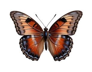Butterfly, white background, HD, high-quality, realistic photo, delicate wings, intricate patterns, vibrant colors, symmetrical shape, natural beauty, clean composition, professional lighting, sharp f