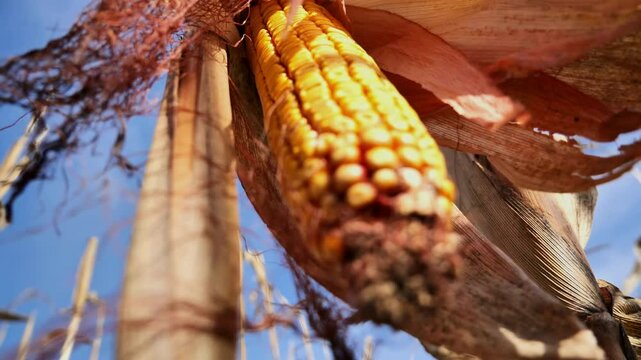 Corncobs in the field