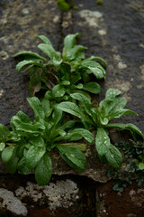 Grass that has made its way through the man-made buildings of mankind