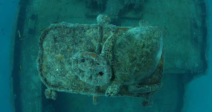 Green Turtle Exploring the Fang Ming Shipwreck in Baja California Sur