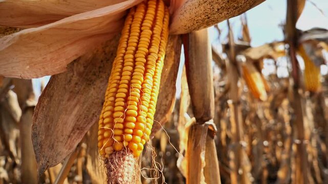 Corncobs in the field