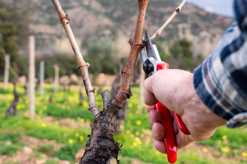 Close-up of the hands of the winemaker pruning the vineyard with professional steel scissors. Traditional agriculture. Winter pruning, Guyot method.