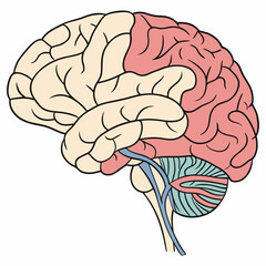 Human Brain Anatomy Illustration: Detailed Cerebrum, Cerebellum, Lobes.