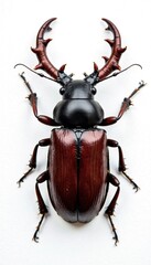 High-contrast shot of stag beetle's dark brown body against white background, insects, stag beetle beetle