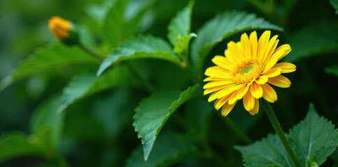 Leafy green foliage surrounding a single bright yellow gerbera, gerberas, flowers, leaves