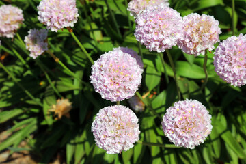 Patch of pink Thrift flowers, Somerset, England
