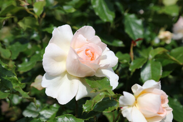 Rose Chandos Beauty bloom, Devon England
