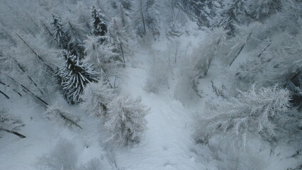 Aerial view of snow covered trees on the mountain