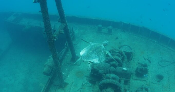 Green Turtle Exploring the Fang Ming Shipwreck in Baja California Sur
