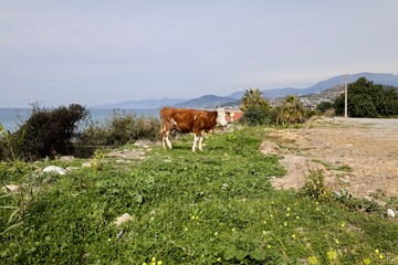 Fototapeta premium Cow grazing landscape. High quality photo