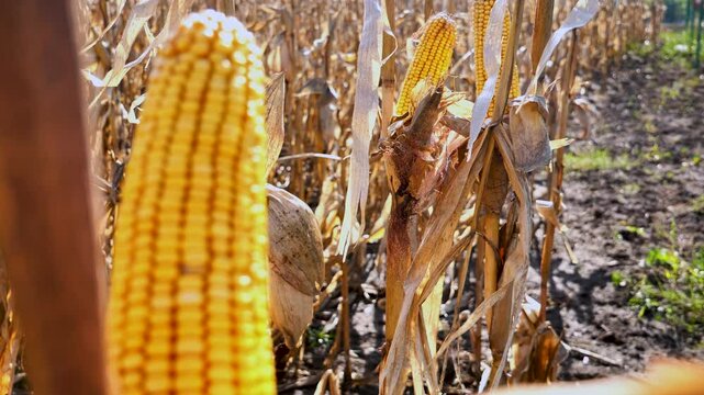 Corncobs in the field