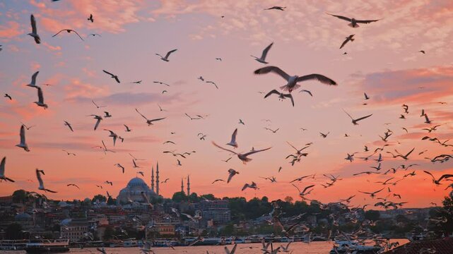 Flock of seagulls flying above Bosphorus at red sunset, against pier with boats and Suleymaniye mosque with minarets, magnificent scarlet sky, Istanbul, slow motion