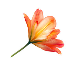 flower Advertisement isolated on white background full depth of field 