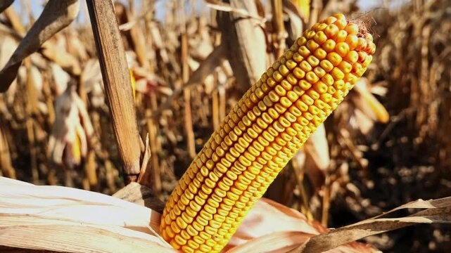 Corncobs in the field