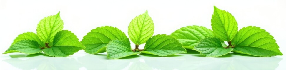 Obraz premium isolated green hydrangea leaves on a plain white surface with reflection, leaves, surface, isolated