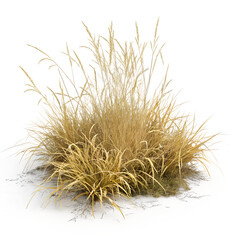 Image of Dry Yellow Grass on Pure ؛PNG: Realistic, Detailed, and Perfectly Centered for Natural Visuals