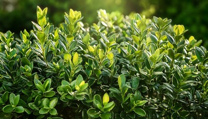 boxwood bush closeup