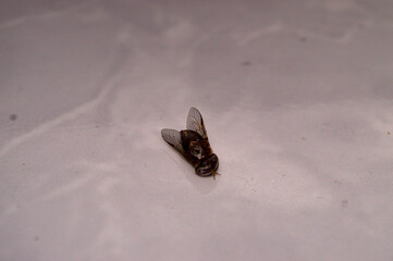 Tabanus nigrovittatus, also known as the green-headed horsefly. Dead Lala, Photos of the fly taken from several angles.