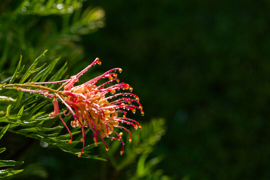 Macro close up of waterdrops on sunlit grevillea spider flower native Australian plant
